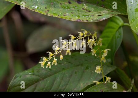 A tiny flowering orchid in the cloud forests at Mindo, near Quito, Ecuador. Stock Photo