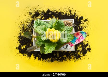 Gardening background with gerbera, tolls and flowers plant in box on yellow background. View from above. Stock Photo