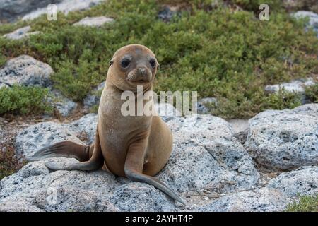 A Galapagos sea lion pup on South Plaza Island in the Galapagos Islands, Ecuador. Stock Photo