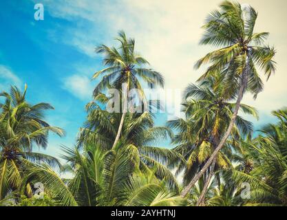 Сoconut palms in the tropic on the blue sky background Stock Photo