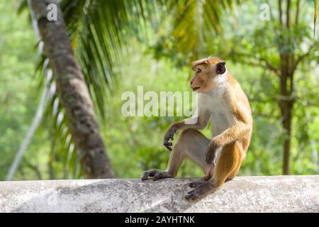 The monkey is in the ancient Buddhist rock temple in Mulkirigala, Sri Lanka Stock Photo