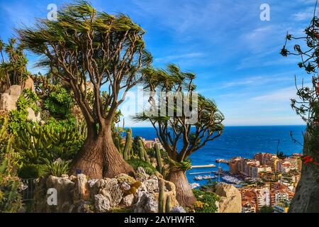 Monaco-Ville, Monaco - January 28, 2020: Beaucarnea recurvata (elephant's foot), with Fontvielle harbor and the Mediterranean in the background. Stock Photo