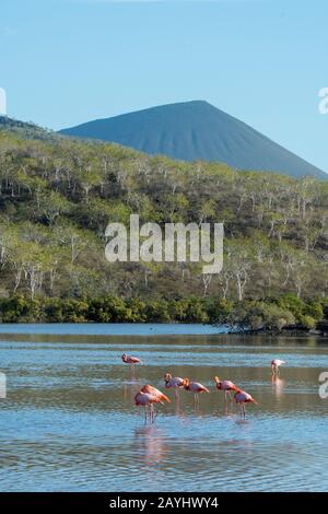 Greater flamingos (Phoenicopterus roseus) feeding in a lagoon at Point Cormorant of Floreana Island in the Galapagos National Park, Galapagos Islands, Stock Photo