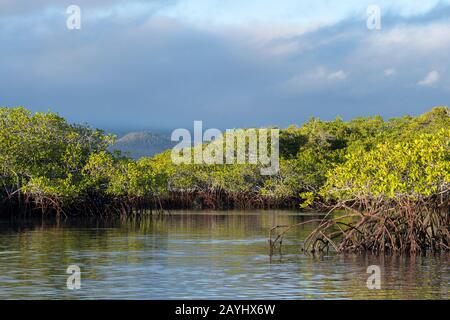 Mangroves along the shore of the lagoon at Black Turtle Cove, Santa Cruz Island (Indefatigable) in the Galapagos Islands, Ecuador. Stock Photo