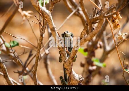 Chameleon at Ain Sahlounout near Salalah in Oman Stock Photo