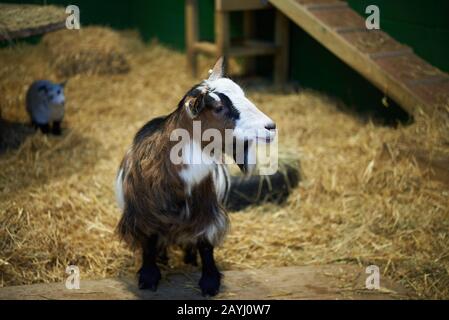 A brown, black and white coloured pygmy goat standing up in his straw bed area. Stock Photo