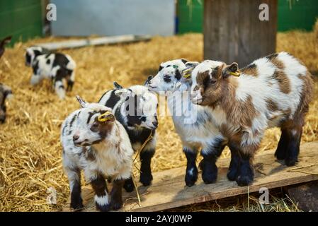 Four adorable pygmy goat kids standing together on a wooden plank. Stock Photo