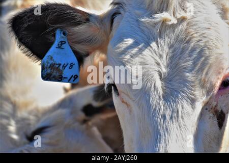 Cattle ranch in Central California Dairy and beef meat ranches with ear tags for identification in pens not free roaming grass feeding but with hay Stock Photo