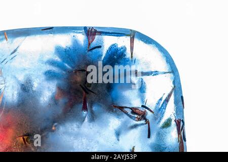 Frozen flowers in thick blue ice block with cracked surface on white background Stock Photo