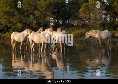 Camargue horses standing in the water of a shallow lake in the Camargue in southern France. Stock Photo