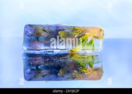 Frozen flowers in ice block crystal on reflective blue surface Stock Photo