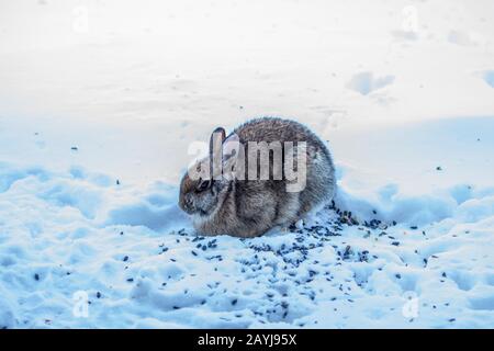Wild rabbit. Cottontail rabbit on snow under birds feeder. Stock Photo