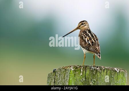 common snipe (Gallinago gallinago), stands on a fence post, Netherlands Stock Photo