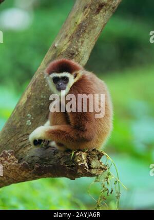 dark-handed gibbon, black-handed Gibbon, agile gibbon (Hylobates agilis), sitting on a branch Stock Photo