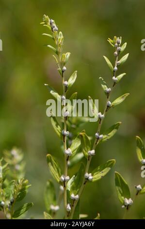 common gromwell, pearl gromwell, European gromwell (Lithospermum officinale), fruiting, Germany Stock Photo