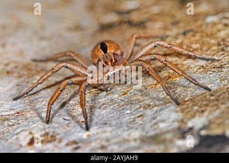 Running scrab spider (Thanatus formicinus), front view, Germany Stock Photo