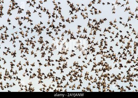 common starling (Sturnus vulgaris), flying flock, Netherlands, South Holland Stock Photo