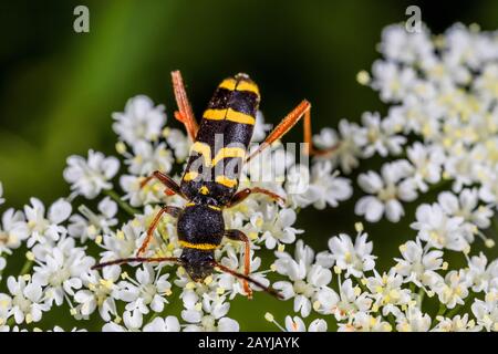 wasp beetle (Clytus arietis), sits on an inflorescence, Germany Stock Photo