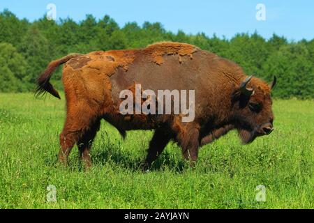 European bison, wisent (Bison bonasus), stands in a meadow, Germany Stock Photo