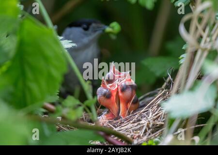 blackcap (Sylvia atricapilla), begging baby birds in the nest, male with caterpillar in the bill in the background, Germany, Bavaria, Niederbayern, Lower Bavaria Stock Photo