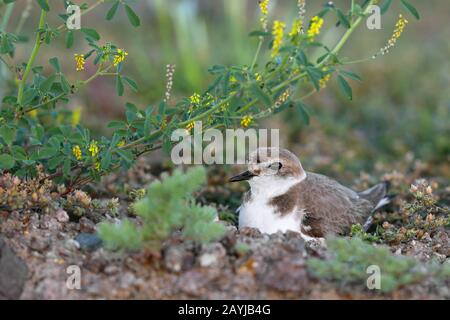 kentish plover (Charadrius alexandrinus), female breeding on the ground, Greece, Lesbos Stock Photo