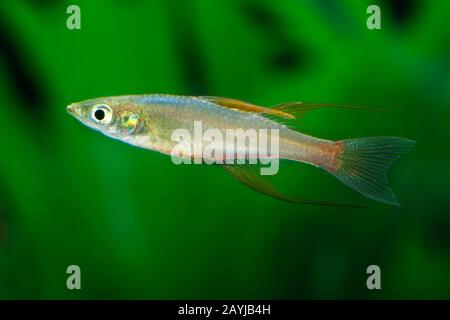 Threadfin rainbow, Threadfin rainbowfish, Threadfin, Featherfin Rainbowfish, New Guinea Rainbow (Iriatherina werneri), side view Stock Photo