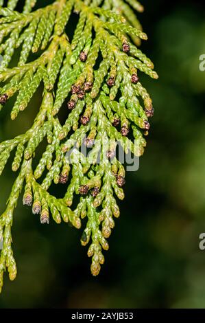 red cedar (Thuja plicata), branch with male and female flowers Stock Photo