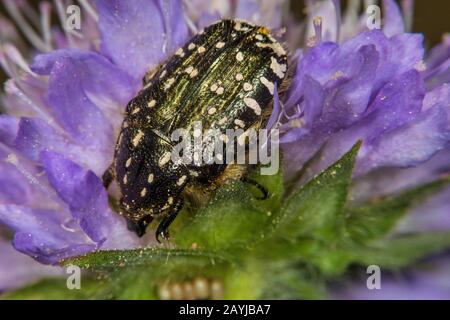 White-spotted Rose Beetle (Oxythyrea funesta), sits on a flower, Germany Stock Photo