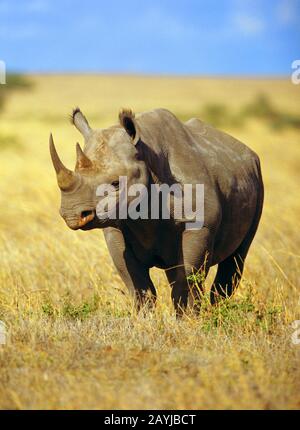 black rhinoceros, hooked-lipped rhinoceros, browse rhinoceros (Diceros bicornis), standing in the savannah, front view, Africa Stock Photo