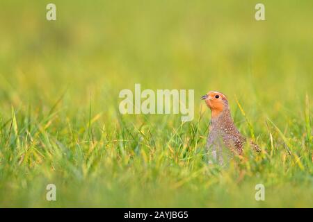 grey partridge (Perdix perdix), in grass, Netherlands, South Holland Stock Photo