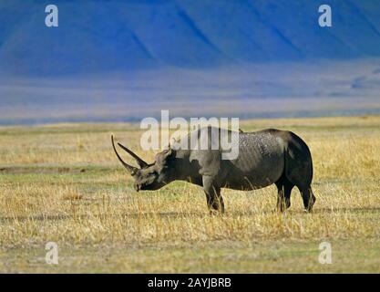 black rhinoceros, hooked-lipped rhinoceros, browse rhinoceros (Diceros bicornis), standing in the savannah, side view, Africa Stock Photo