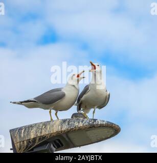 mew gull (Larus canus), pair calling from a street lantern, Norway, Troms, Prestvannet, Tromsoe Stock Photo