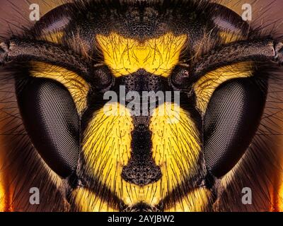 hornet, brown hornet, European hornet (Vespa crabro), head of a hornet, macro shot, Germany Stock Photo