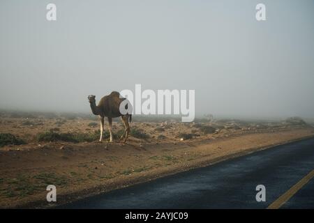 Several camels walking near road in desert landscape of Sahara in Morocco. Animals on road concept. Horizontal color photography. Stock Photo