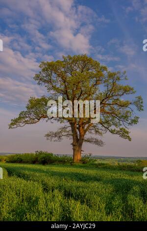 A single oak tree in a grain field during sunrise Stock Photo - Alamy