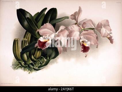 Frederick Sander - Reichenbachia II plate 75 (1890) - Cattleya labiata gaskelliana. Stock Photo