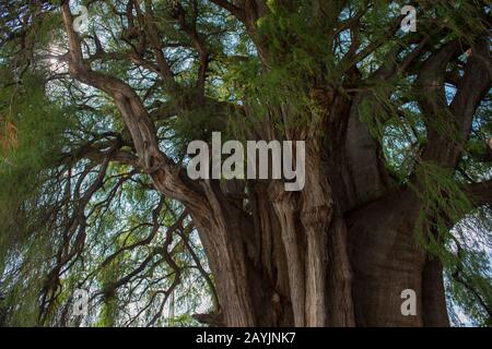 El Arbol del Tule (Tule Tree, Montezuma cypress) is a tree located in the church grounds in the town center of Santa Maria del Tule in the Mexican sta Stock Photo