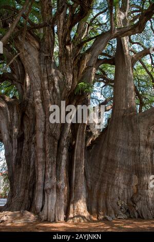 El Arbol del Tule (Tule Tree, Montezuma cypress) is a tree located in the church grounds in the town center of Santa Maria del Tule in the Mexican sta Stock Photo