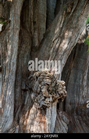 A huge burl (American English) or bur or burr (tree growth) on the El ...