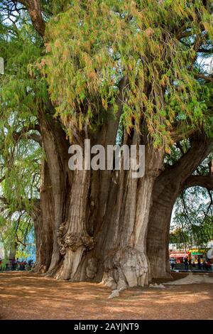 El Arbol del Tule (Tule Tree, Montezuma cypress) is a tree located in the church grounds in the town center of Santa Maria del Tule in the Mexican sta Stock Photo