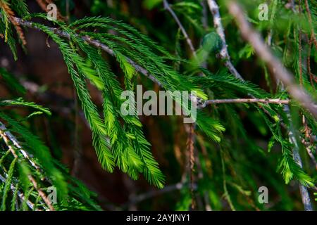 Close-up of the foliage of El Arbol del Tule (Tule Tree, Montezuma cypress), a tree located in the church grounds in the town center of Santa Maria de Stock Photo