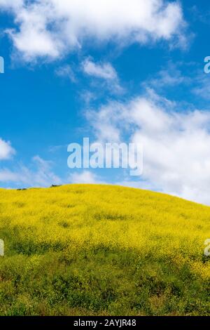 Vibrant Hillside Filled With Bright Yellow Flowers Shines Bright Against The Electric Blue Sky