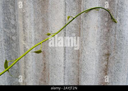 Ivy leaf shaped like heart on fence made of corrugated roof tiles Stock Photo