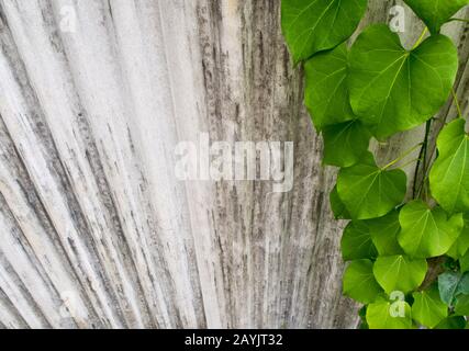 Ivy leaf shaped like heart on fence made of corrugated roof tiles Stock Photo