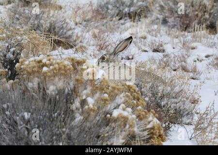 white-sided jackrabbit (Lepus callotis) in the snow,  New Mexico USA Stock Photo