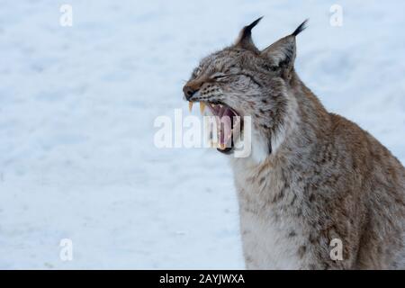 Close-up of a Eurasian lynx (Lynx lynx) yawning at a wildlife park in northern Norway. Stock Photo