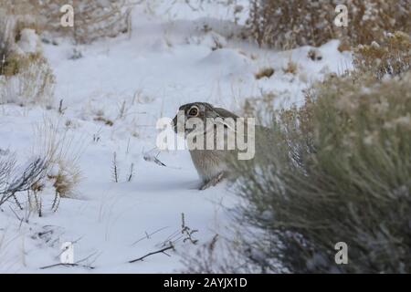 white-sided jackrabbit (Lepus callotis) in the snow,  New Mexico USA Stock Photo