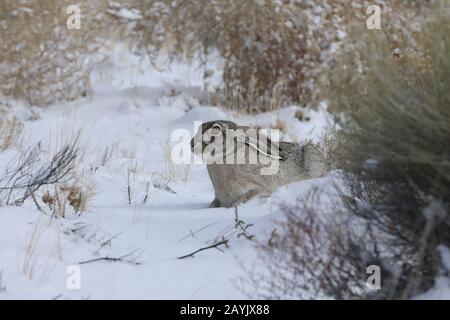 white-sided jackrabbit (Lepus callotis) in the snow,  New Mexico USA Stock Photo