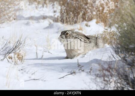 white-sided jackrabbit (Lepus callotis) in the snow,  New Mexico USA Stock Photo