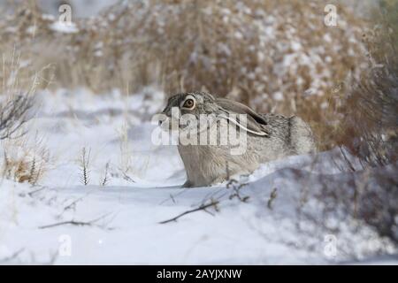 white-sided jackrabbit (Lepus callotis) in the snow,  New Mexico USA Stock Photo